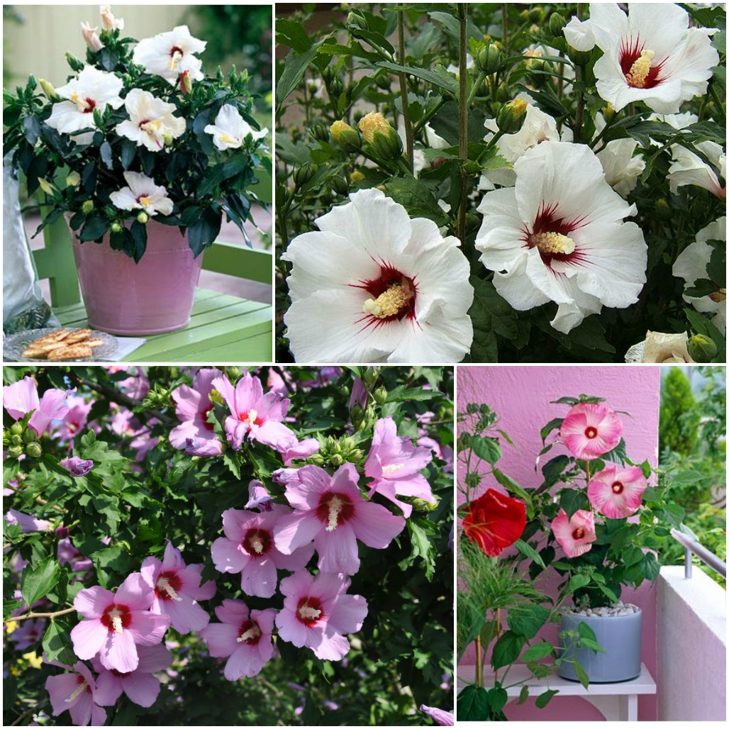 Гибискус: целебная сила и красота