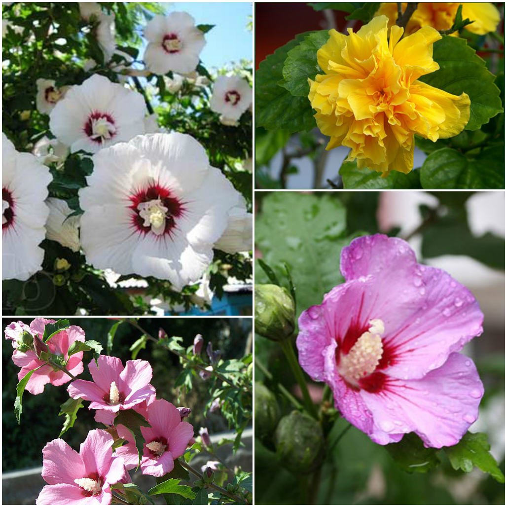 Гибискус: целебная сила и красота