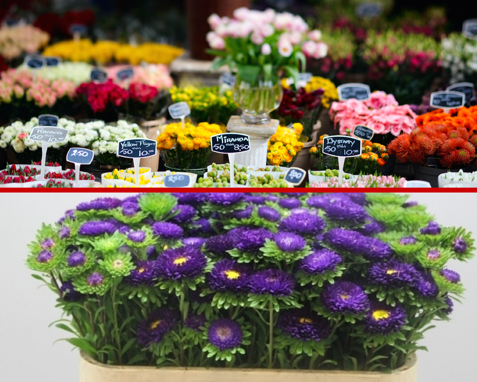 Голландский цветочный аукцион Голландский цветочный аукцион