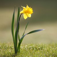 Гордый и прекрасный: немного о весеннем нарциссе