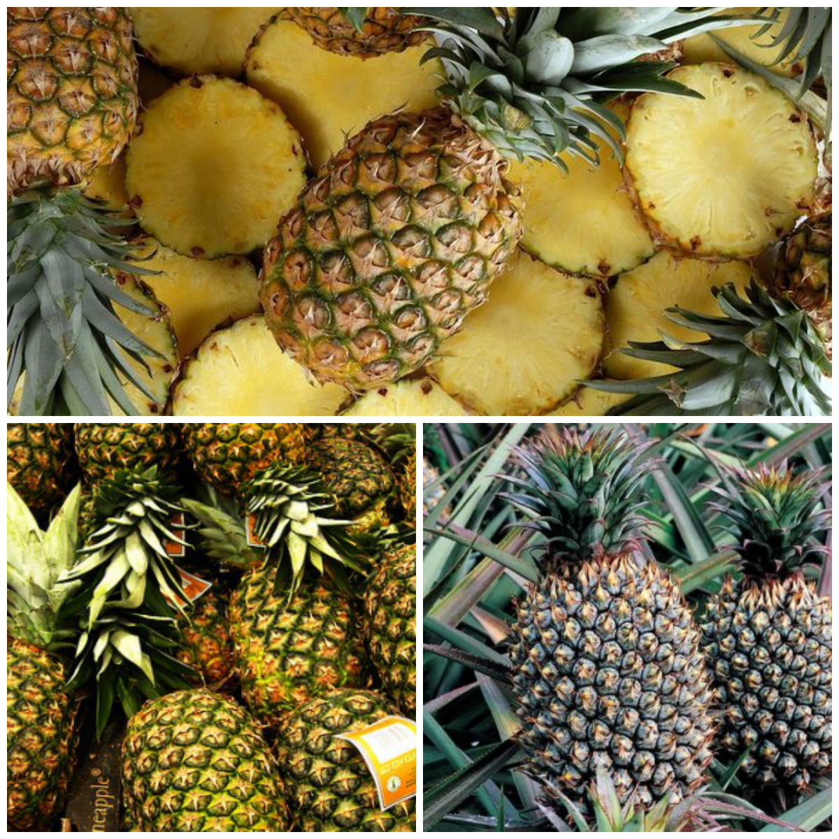 How to grow a pineapple on the windowsill