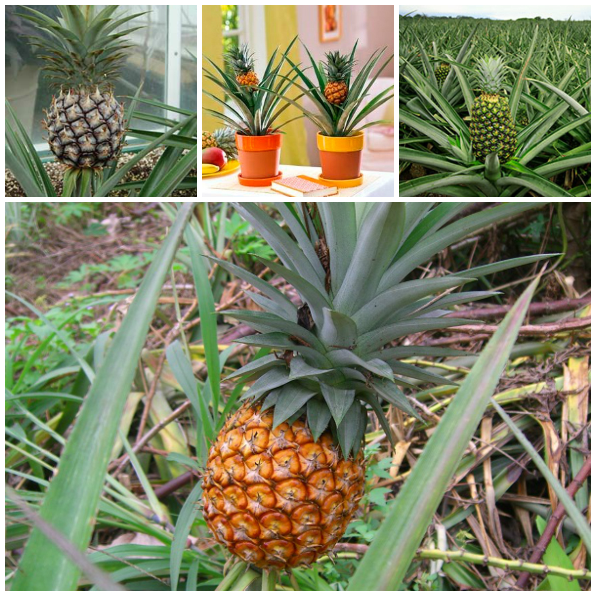 How to grow a pineapple on the windowsill