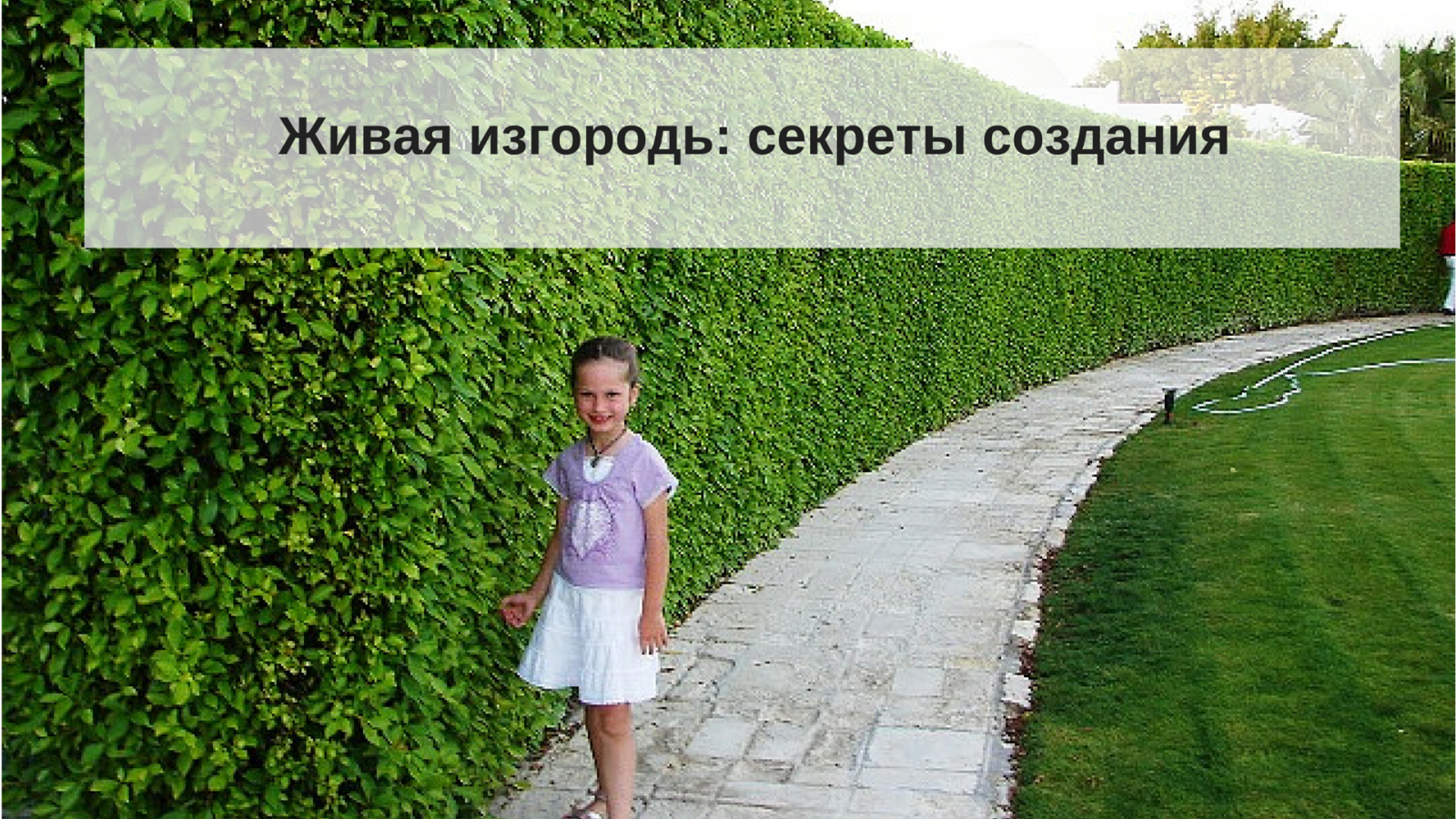 Живая изгородь фото