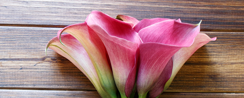 калла розовая