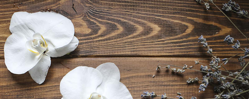 белые орхидеи фаленопсис