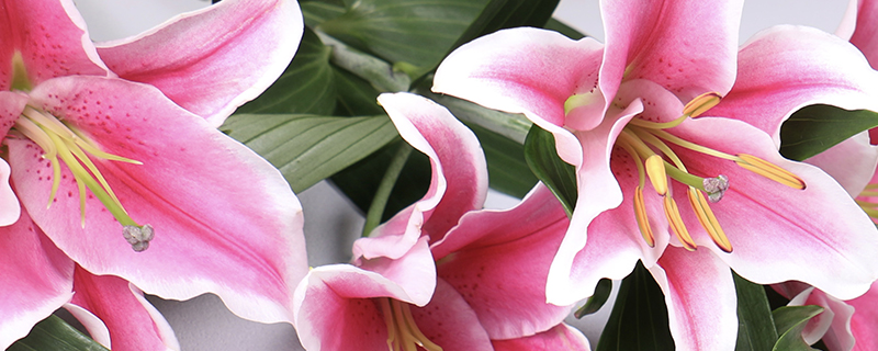 розовая лилия