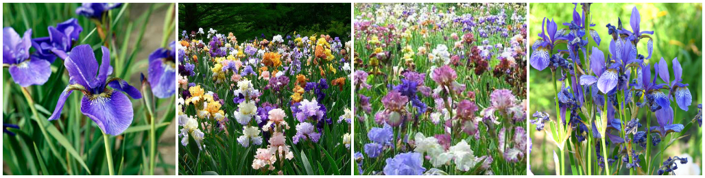 Ирисы: легенды, традиции, значение