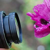 Как фотографировать цветы: часть 2
