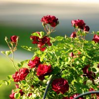 Как подготовить кусты роз к зиме
