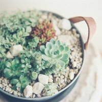 Как сделать красивую композицию из суккулентов