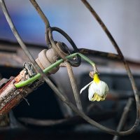 Как убить цветы и не понять этого