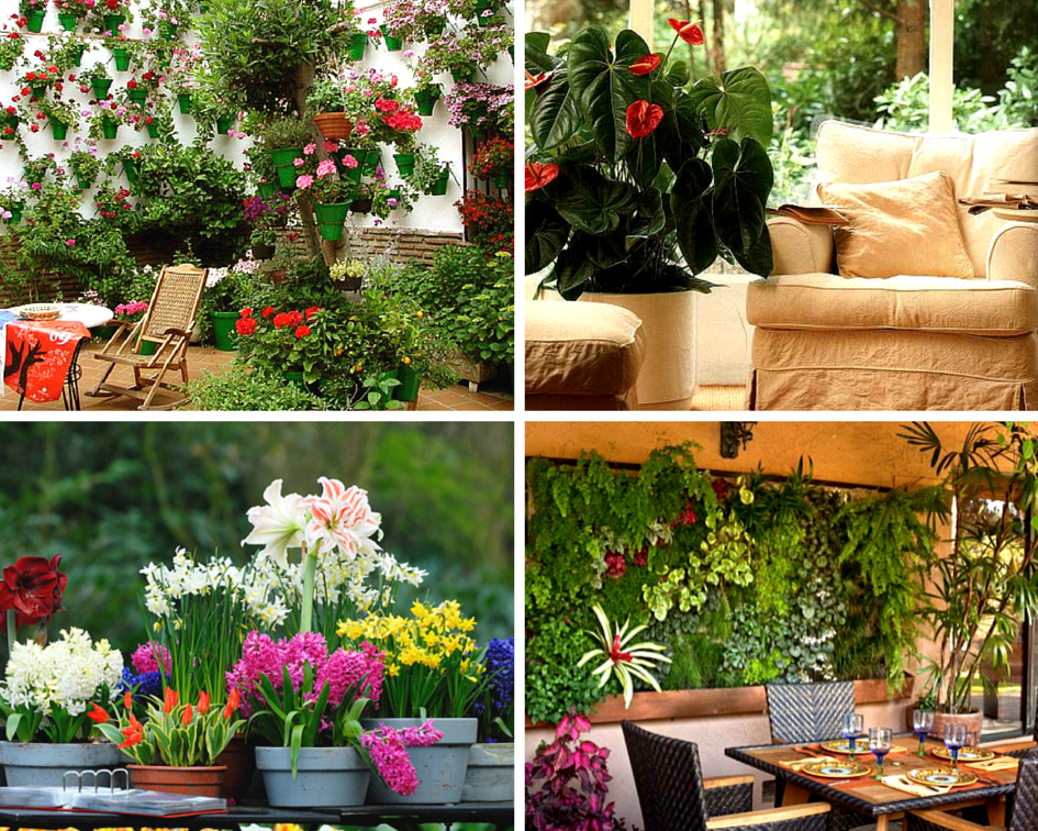 Как ухаживать за комнатными растениями