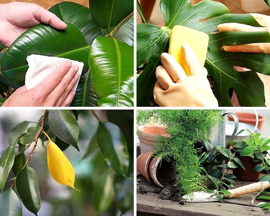 Как ухаживать за комнатными растениями