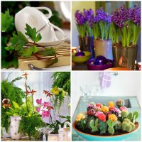 Какие комнатные цветы можно держать на кухне