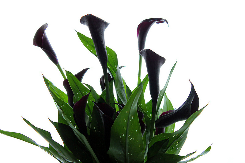 Calla lily in a pot: care basics