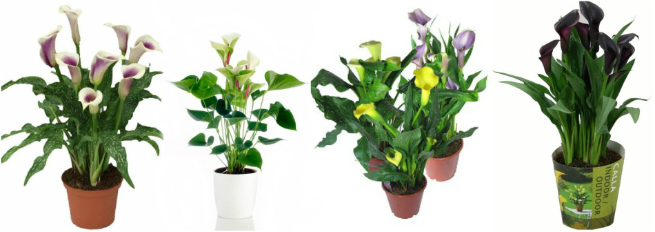 How to care for calla lilies: tips