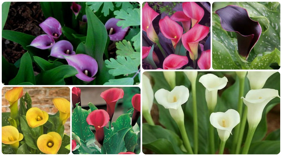 Indoor calla lilies: care and growing