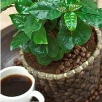 Кофейное дерево на подоконнике