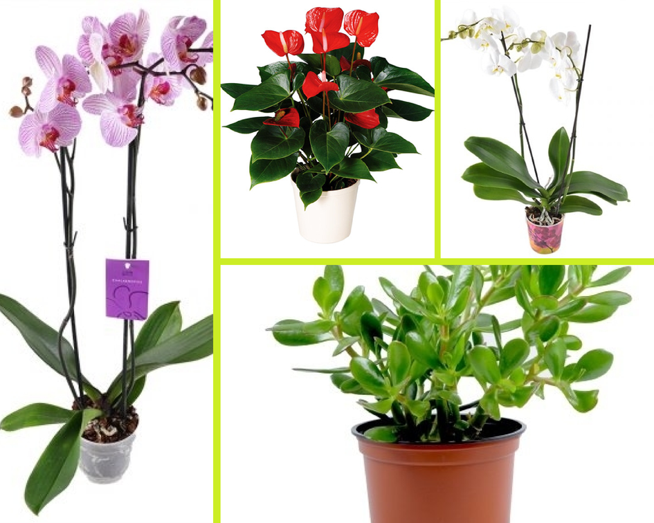 Комнатные растения