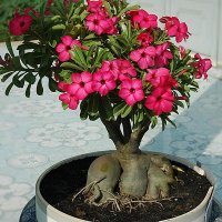 Комнатные растения по фен-шуй