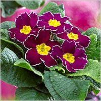 Комнатные цветы на 8 Марта: примула в домашних условиях