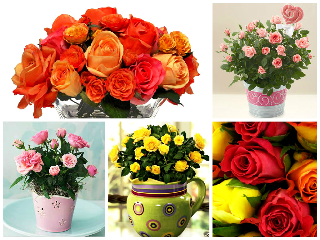 Домашние розы Домашние розы