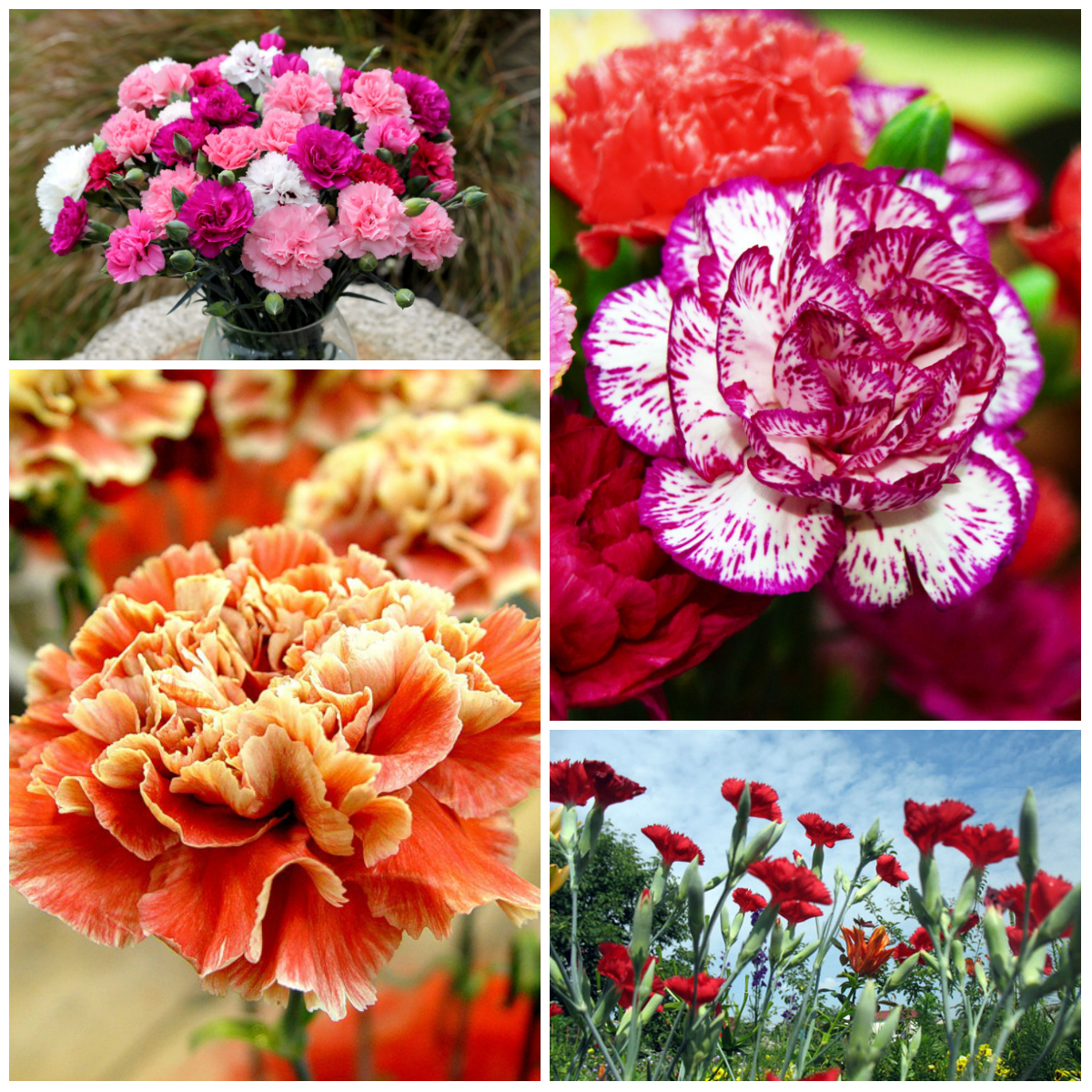 Легенды о происхождении цветов (2 часть)