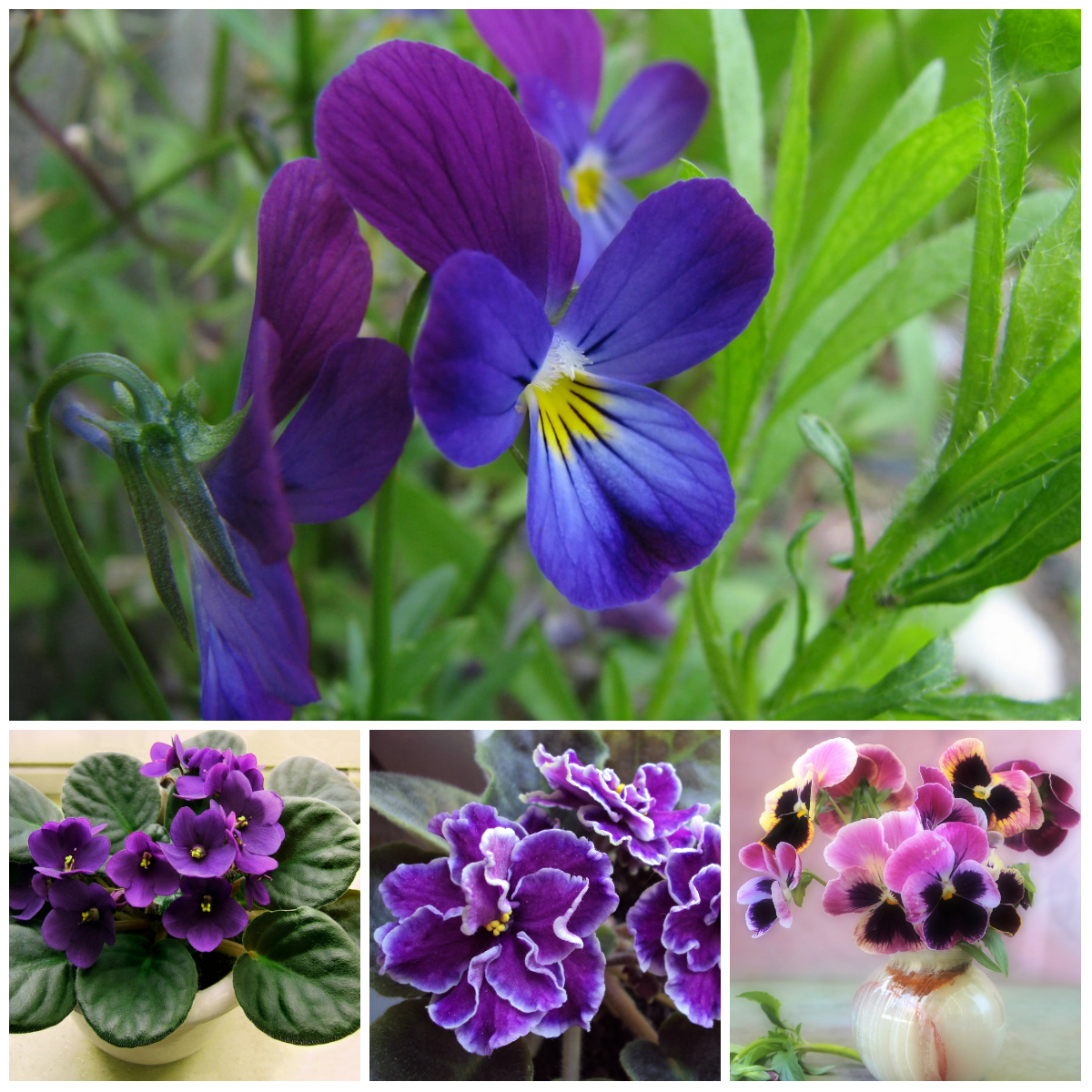 Легенды о происхождении цветов (2 часть)