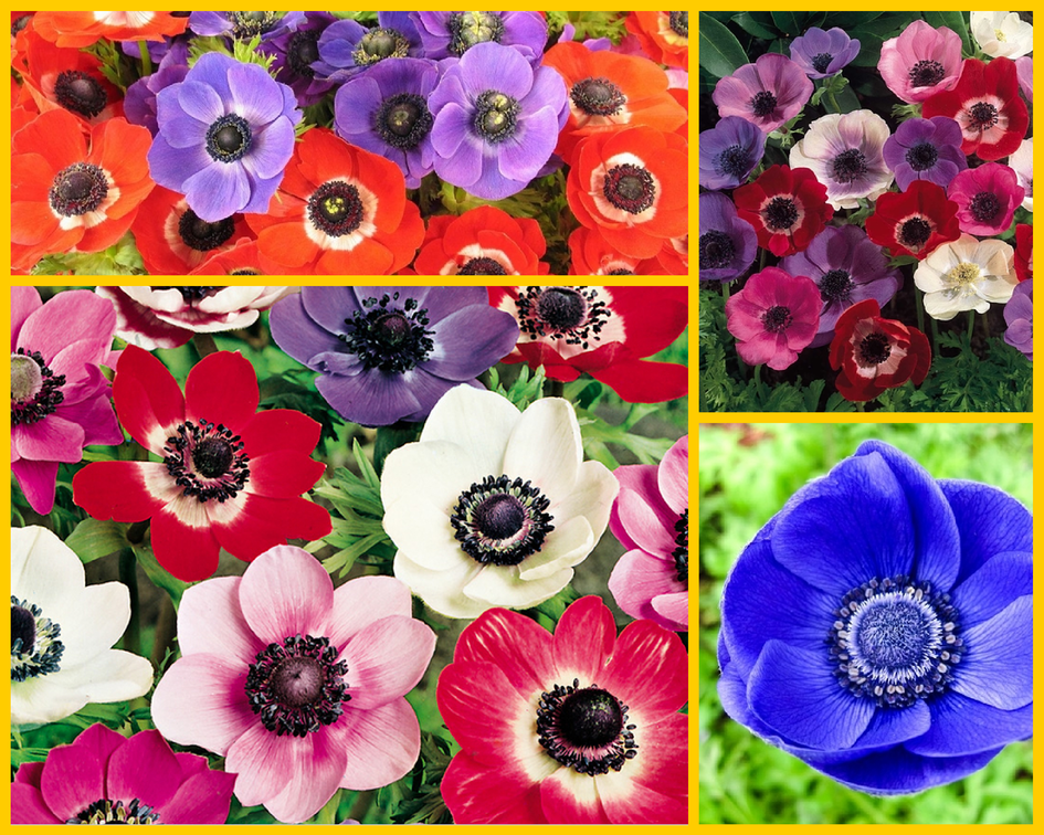 Какие цветы выбрать для букета невесты?