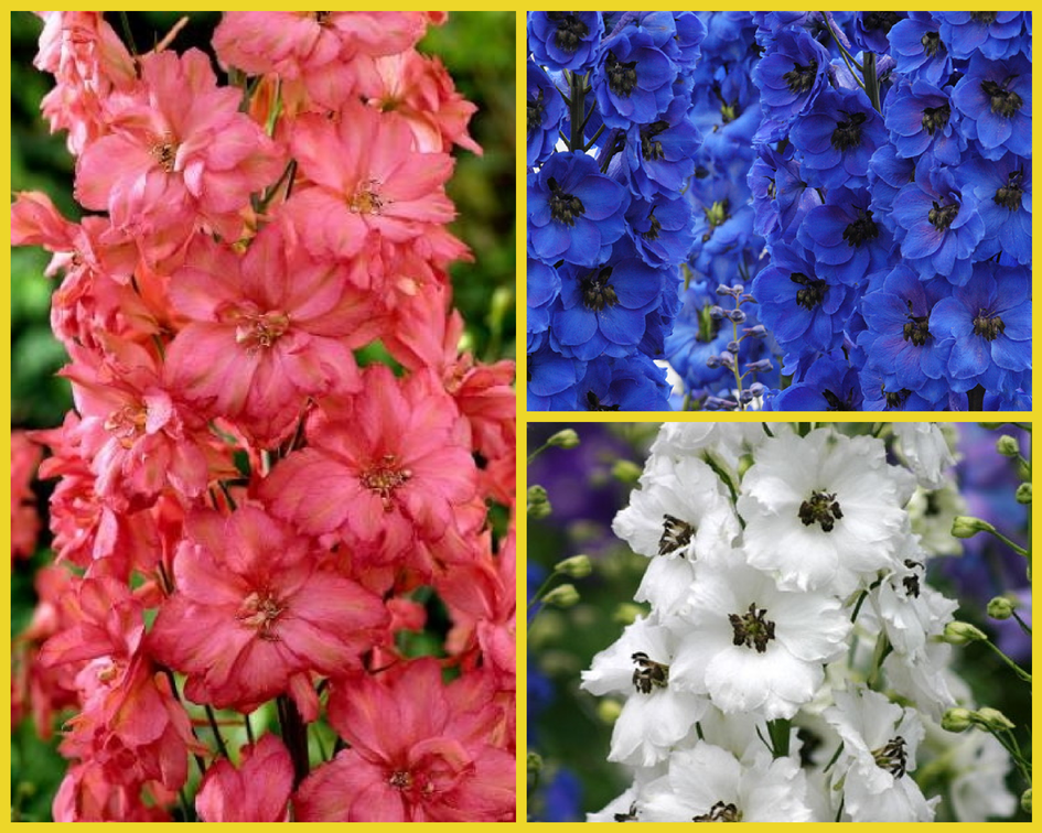 Какие цветы выбрать для букета невесты?