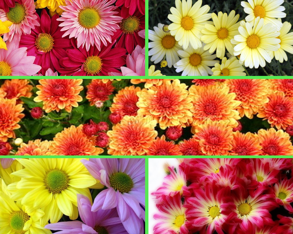 Какие цветы выбрать для букета невесты?