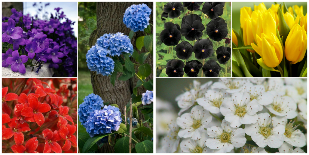 Признание в любви на расстоянии