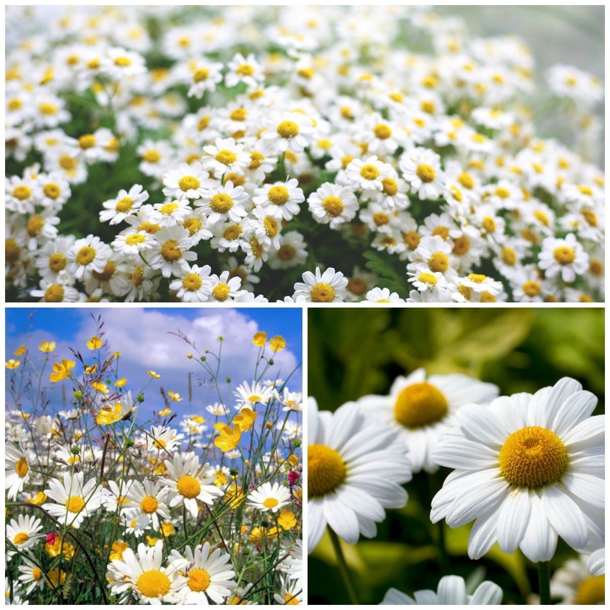 Магия полевых цветов