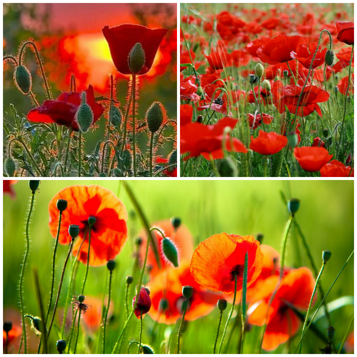 Магия полевых цветов