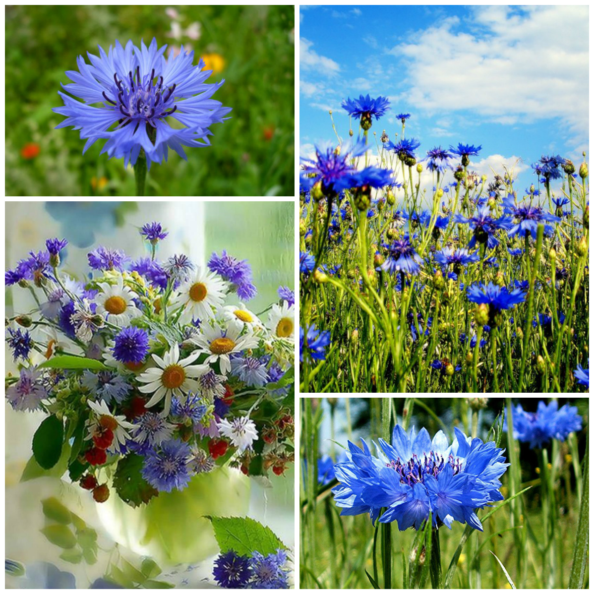 Магия полевых цветов