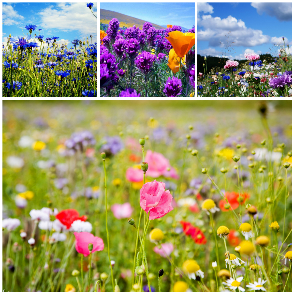 Магия полевых цветов