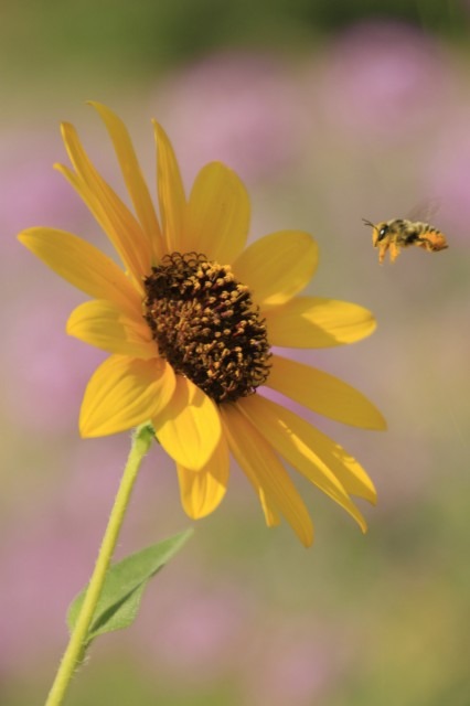 Как фотографировать цветы: часть 2