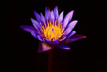 Meaning of flowers. The meaning of flowers. Meaning of flowers. The meaning of flowers.
