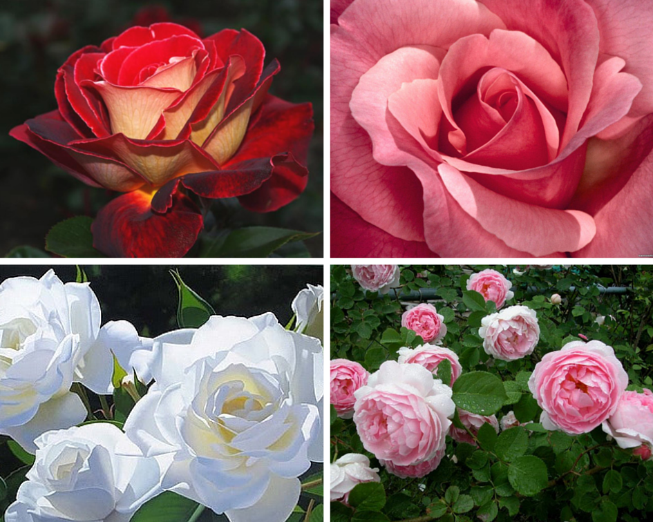 Мифы и легенды о цветах