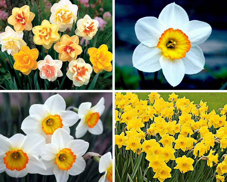 Мифы и легенды о цветах