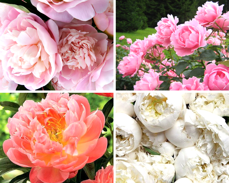 Мифы и легенды о цветах