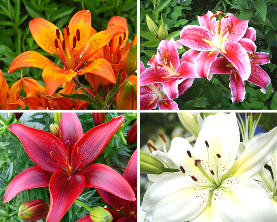 Мифы и легенды о цветах