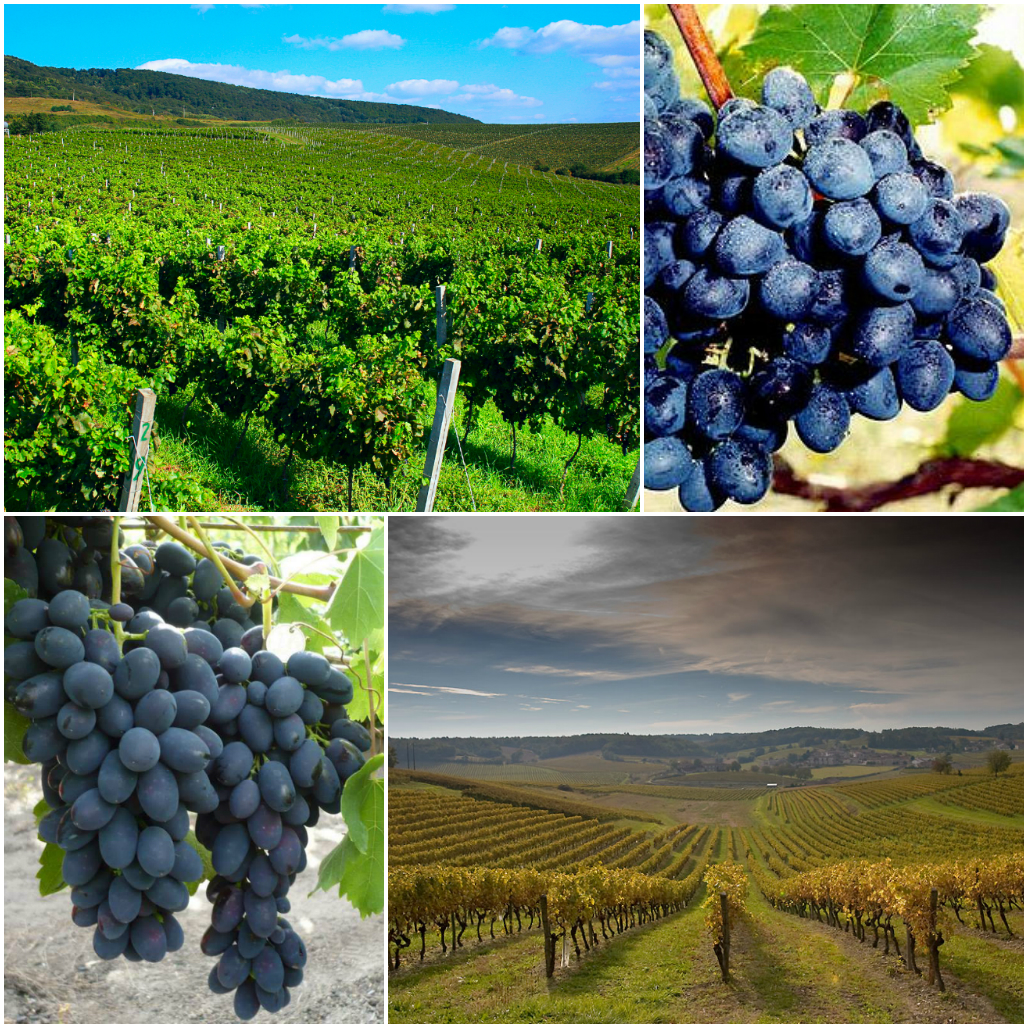 Moldova. Notes of an Experienced Wanderer