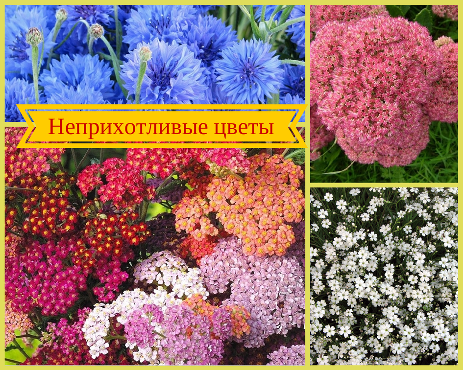 Цветы, которые цветут все лето