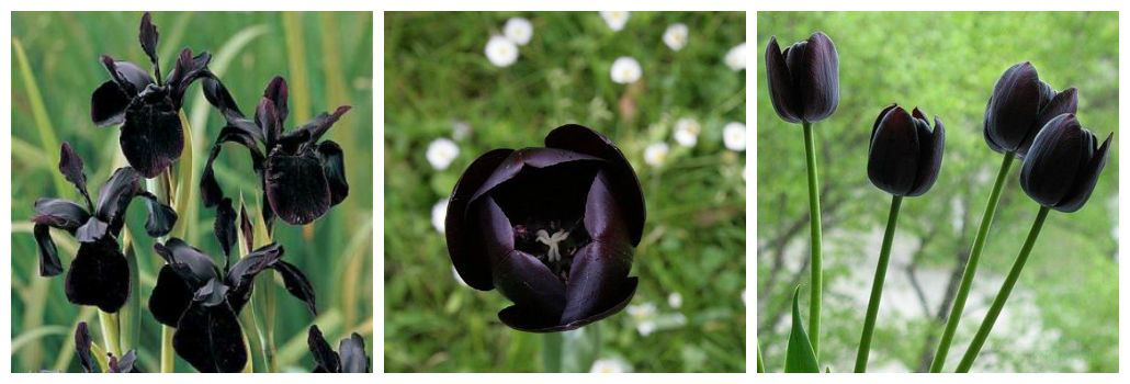 Обзор невероятных цветков, не существующих в природе