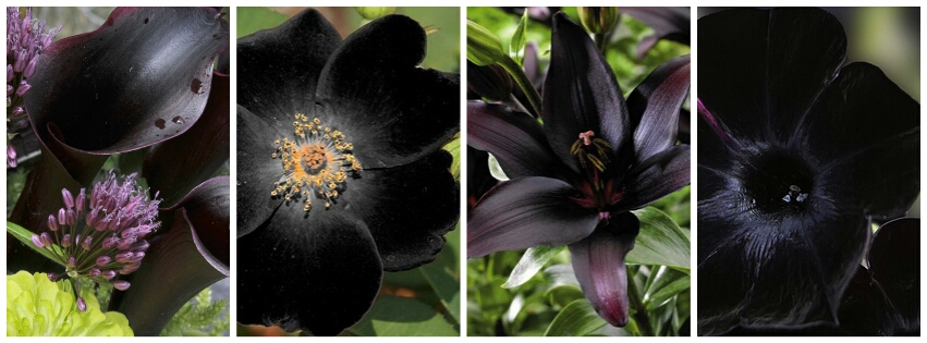 Обзор невероятных цветков, не существующих в природе