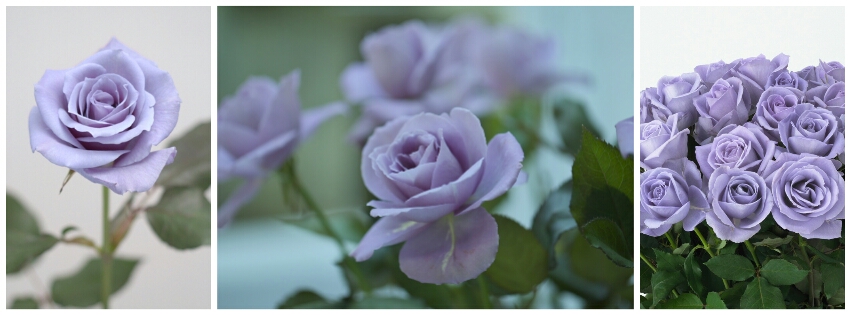 Обзор невероятных цветков, не существующих в природе