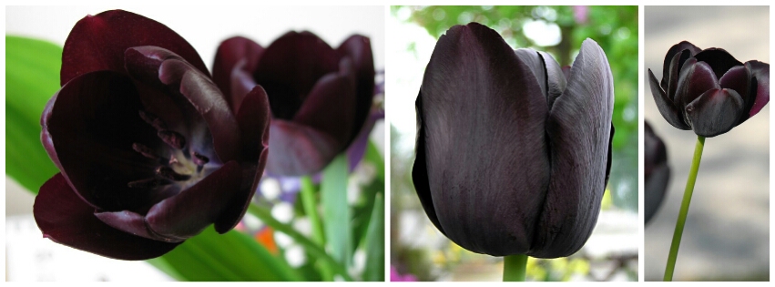 Обзор невероятных цветков, не существующих в природе