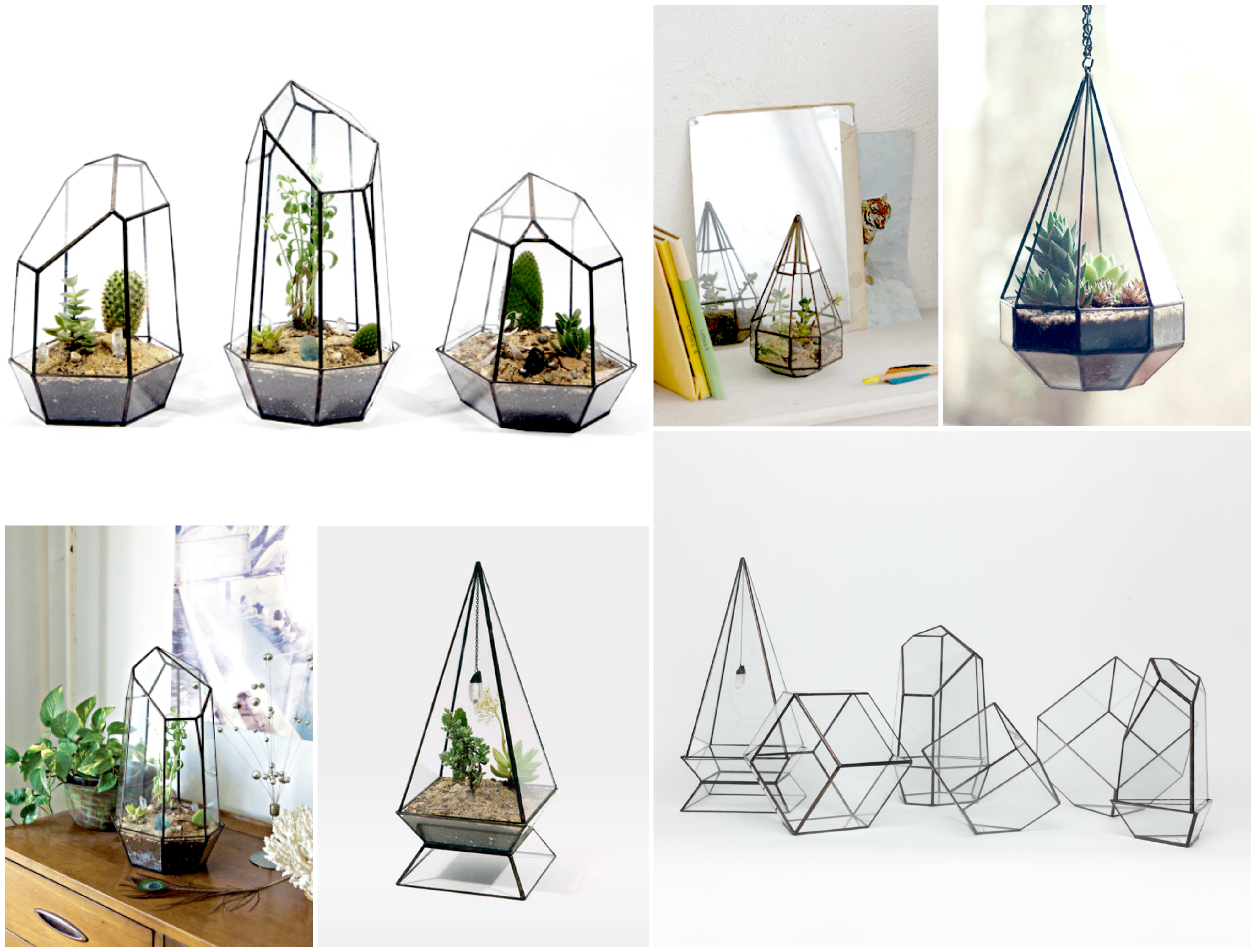 Botanical terrariums Botanical terrariums