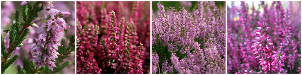 Осенние сады и роскошные кустарники